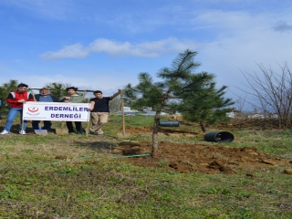 SARIMEŞE KABRİSTANLIĞINI AĞAÇLANDIRDIK.